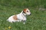 JACK RUSSEL 144